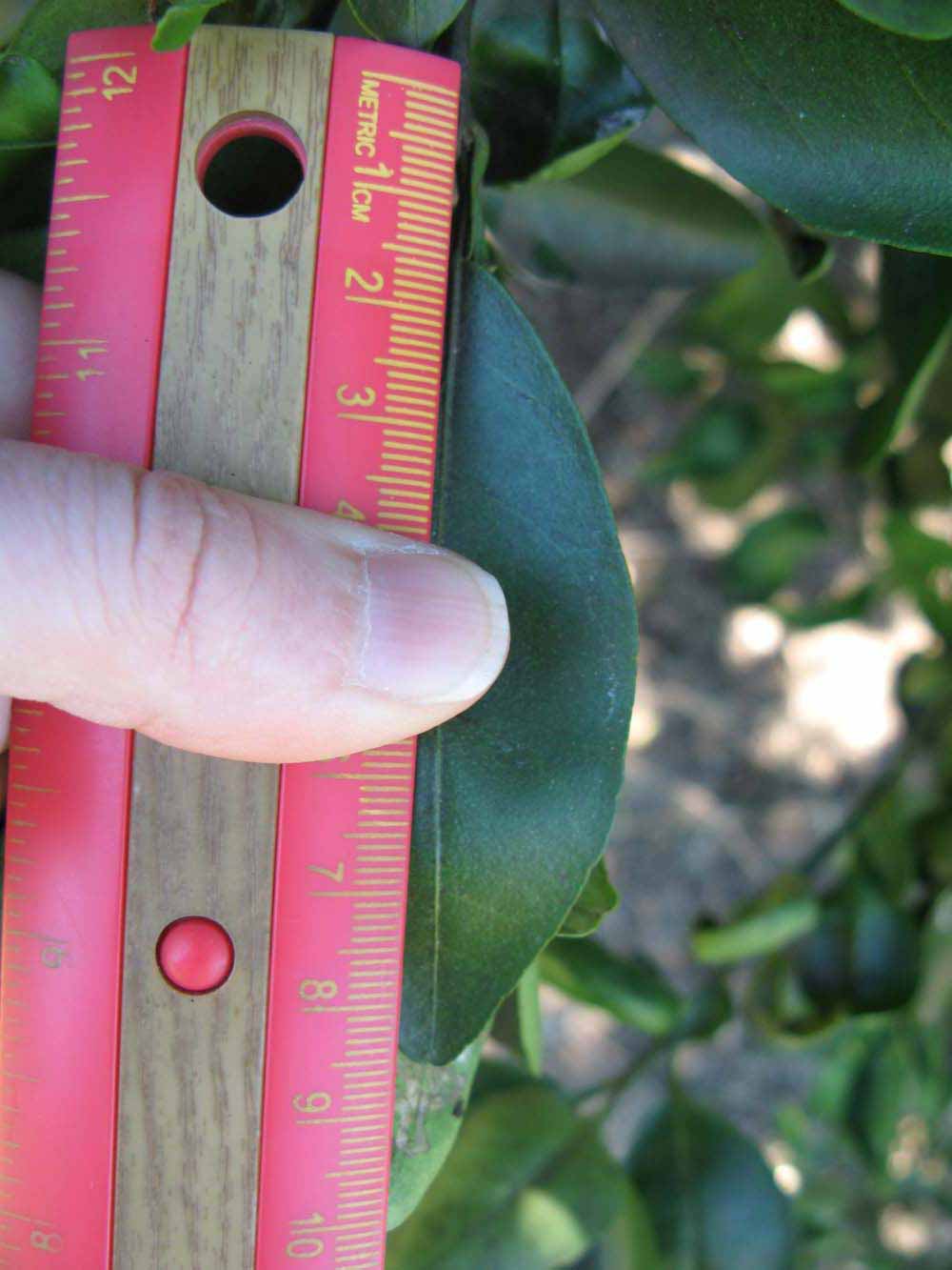              Unifoliolate leaf (Winter Haven, FL)       